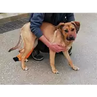 Foto dell\'animale cane - Matr. 2019/2685 - Microchip 380260043853902
