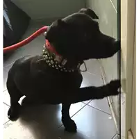 cane - Matr. 2018/0606 - Microchip 380260043527295