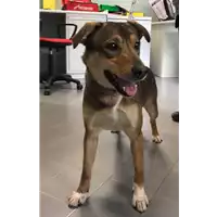 Foto dell\'animale cane - Matr. 2017/0340 - Microchip 191100000787167