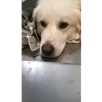Foto dell\'animale cane - Matr. 2019/2689 - Microchip 380260043853471