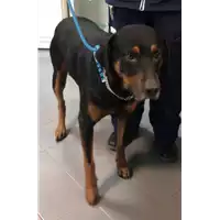 Foto dell\'animale cane - Matr. 2019/2691 - Microchip 380260004907417