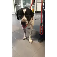 Foto dell\'animale cane - Matr. 2019/2692 - Microchip 380260043523484