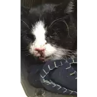 Foto dell\'animale gatto - Matr. 2019/2695 - Microchip 380260043527229