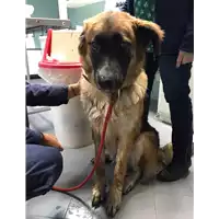 Foto dell\'animale cane - Matr. 2019/2699 - Microchip 380260043527214