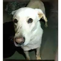 Foto dell\'animale cane - Matr. 2019/2700 - Microchip 380260043526964