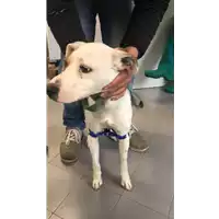 Foto dell\'animale cane - Matr. 2019/2701 - Microchip 380260100673409