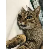 Foto dell\'animale gatto - Matr. 2019/2702 - Microchip 380260043523652