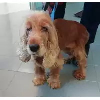 Foto dell\'animale cane - Matr. 2019/2704 - Microchip 985120022194651