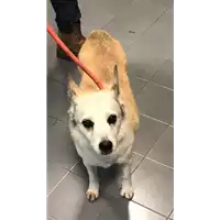Foto dell\'animale cane - Matr. 2019/2706 - Microchip 380260042085899