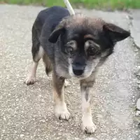 Foto dell\'animale cane - Matr. 2019/2708 - Microchip 380260043524262