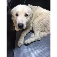 Foto dell\'animale cane - Matr. 2019/2707 - Microchip 380260043523789