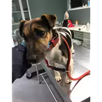 Foto dell\'animale cane - Matr. 2019/2710 - Microchip 967000009019980