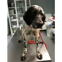 Foto dell\'animale cane - Matr. 2019/2711 - Microchip 380260002585725