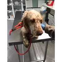 Foto dell\'animale cane - Matr. 2019/2712 - Microchip 380260002132239