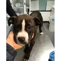 Foto dell\'animale cane - Matr. 2019/2713 - Microchip 380260043524233
