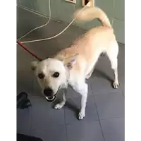 Foto dell\'animale cane - Matr. 2019/1925 - Microchip 380260043268127