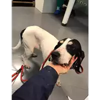 Foto dell\'animale cane - Matr. 2019/2714 - Microchip 380260002808867