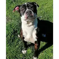 Foto dell\'animale cane - Matr. 2019/2715 - Microchip 380260100741747