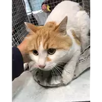 Foto dell\'animale gatto - Matr. 2019/2717 - Microchip 380260043523549