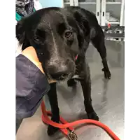 Foto dell\'animale cane - Matr. 2019/2718 - Microchip 380260043526557