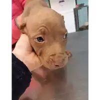 Foto dell\'animale cane - Matr. 2019/2724 - Microchip 380260043523705