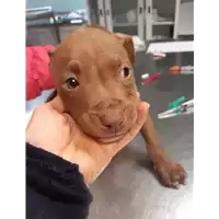 Foto dell\'animale cane - Matr. 2019/2725 - Microchip 380260043523624