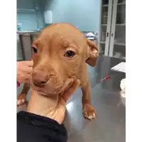 Foto dell\'animale cane - Matr. 2019/2726 - Microchip 380260043524386
