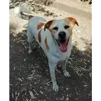 Foto dell\'animale cane - Matr. 2019/1476 - Microchip 380260042778479