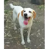 Foto dell\'animale cane - Matr. 2019/1475 - Microchip 380260042779185