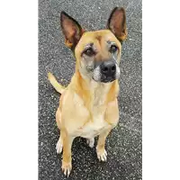 Foto dell\'animale cane - Matr. 2015/0448 - Microchip 380260002321576