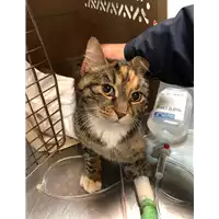 Foto dell\'animale gatto - Matr. 2019/2731 - Microchip 380260043527374