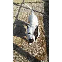 Foto dell\'animale cane - Matr. 2019/2732 - Microchip 380260043523914