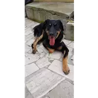 Foto dell\'animale cane - Matr. 2019/2735 - Microchip 380260101415799