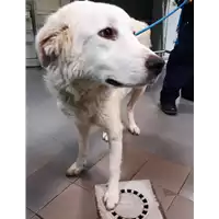 Foto dell\'animale cane - Matr. 2019/2734 - Microchip 380260042779303