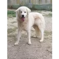 Foto dell\'animale cane - Matr. 2019/2736 - Microchip 380260042779348