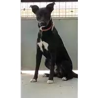 Foto dell\'animale cane - Matr. 2018/2540 - Microchip 380260043633774