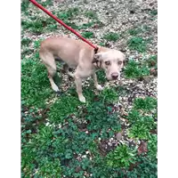 Foto dell\'animale cane - Matr. 2019/2737 - Microchip 380260043523898
