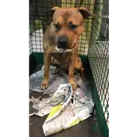 Foto dell\'animale cane - Matr. 2019/2739 - Microchip 380260004917368