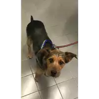 Foto dell\'animale cane - Matr. 2019/2738 - Microchip 380260120145963