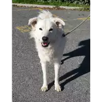 Foto dell\'animale cane - Matr. 2019/2741 - Microchip 380260140183433