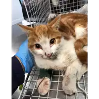 Foto dell\'animale gatto - Matr. 2019/2742 - Microchip 380260043526766
