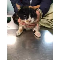 Foto dell\'animale gatto - Matr. 2019/2743 - Microchip 380260043526534