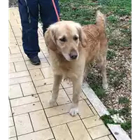 Foto dell\'animale cane - Matr. 2019/2748 - Microchip 380260002298840