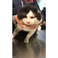 Foto dell\'animale gatto - Matr. 2019/2745 - Microchip 380260043526697
