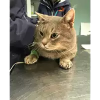 Foto dell\'animale gatto - Matr. 2019/2746 - Microchip 380260043526486