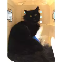 Foto dell\'animale gatto - Matr. 2019/2744 - Microchip 380260043524277