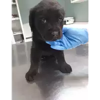 Foto dell\'animale cane - Matr. 2019/2749 - Microchip 380260043523690