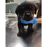 Foto dell\'animale cane - Matr. 2019/2750 - Microchip 380260043527421