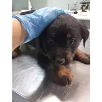 Foto dell\'animale cane - Matr. 2019/2752 - Microchip 380260043523695