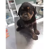 Foto dell\'animale cane - Matr. 2019/2753 - Microchip 380260043527306